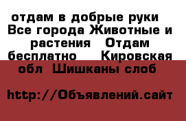 отдам в добрые руки - Все города Животные и растения » Отдам бесплатно   . Кировская обл.,Шишканы слоб.